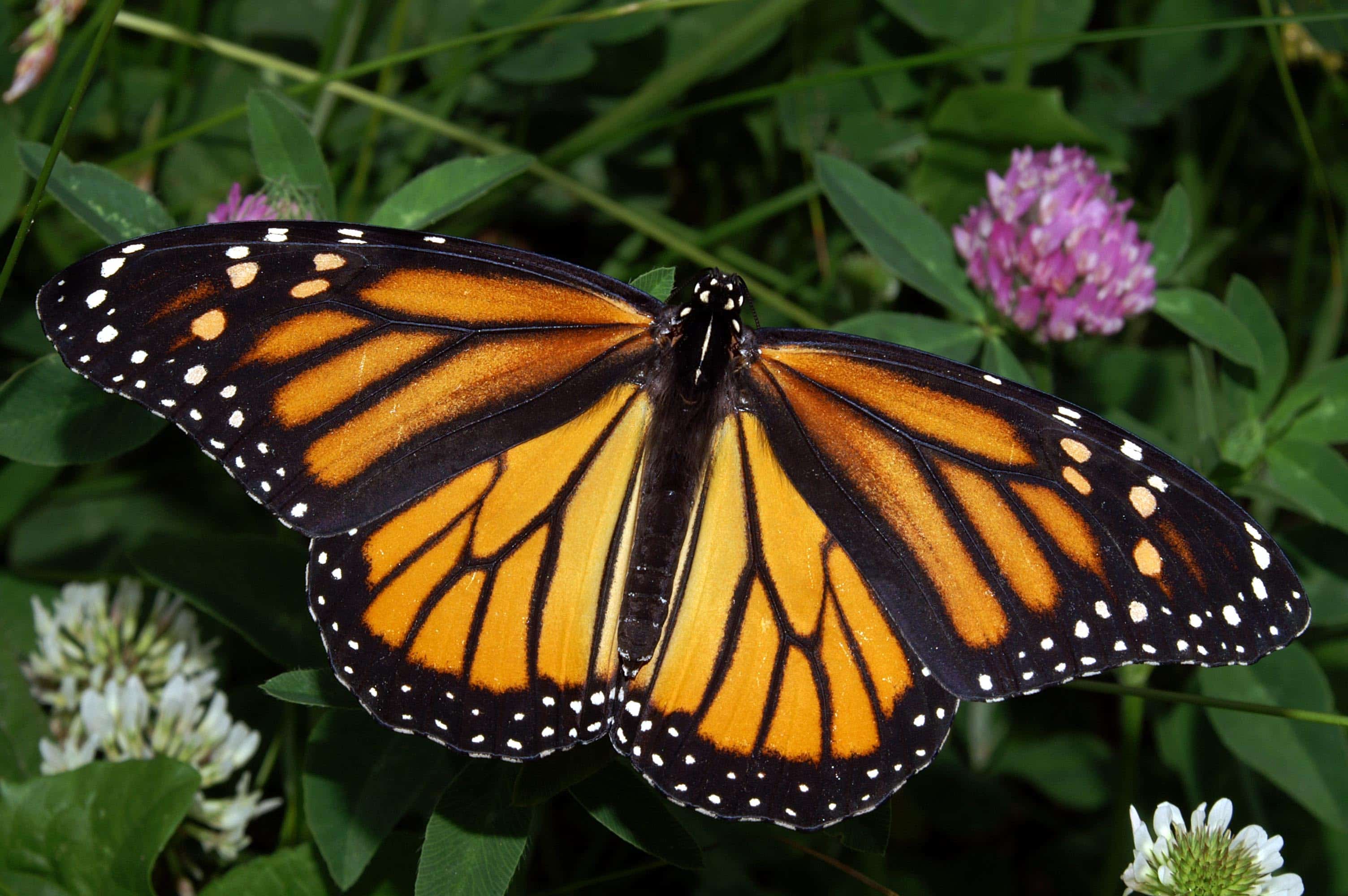 What Sound Does A Monarch Butterfly Make