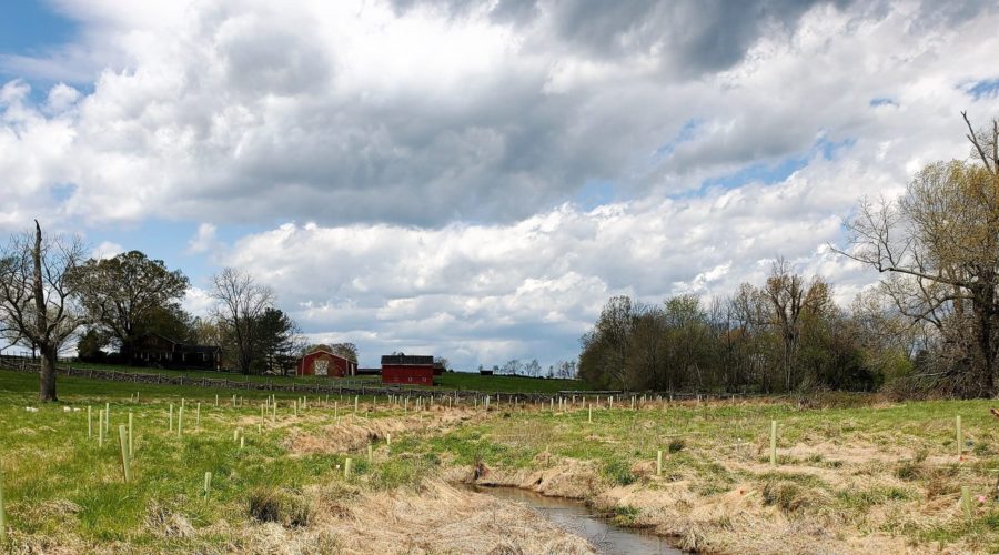 Board Members and Volunteers plant 810 trees this Spring