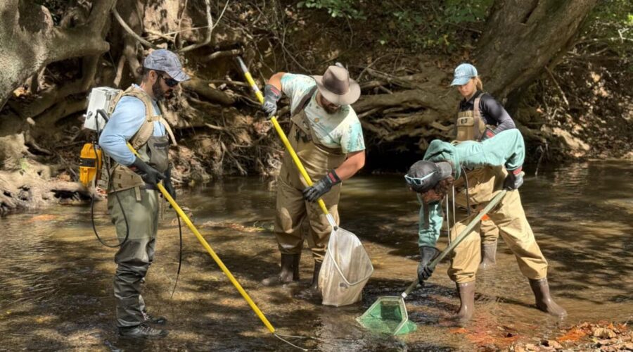 Goose Creek Fish Count Reveals Over 700 Fish and 20 Species in a Single Stretch